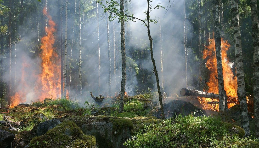 Incendios Forestales - Cambio Climático