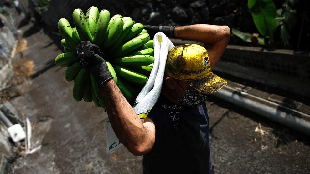 Recogiendo plátano - La Palma